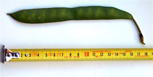 fruto de Bauhinia forficata