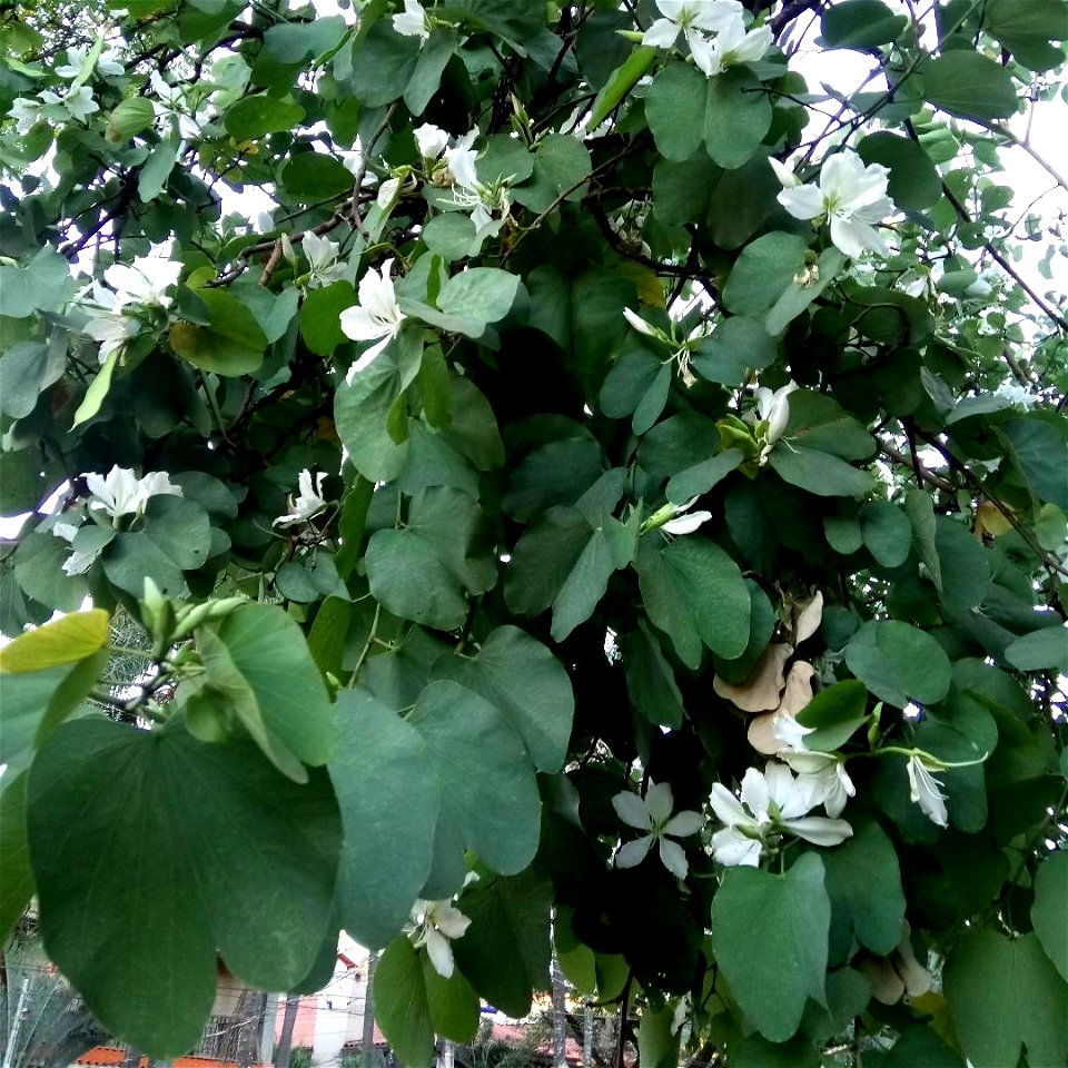 Leaves, flowers and pods of 'Pata-de-vaca' (Bauhinia forficata). Belo Horizonte, Minas Gerais, Brazil.