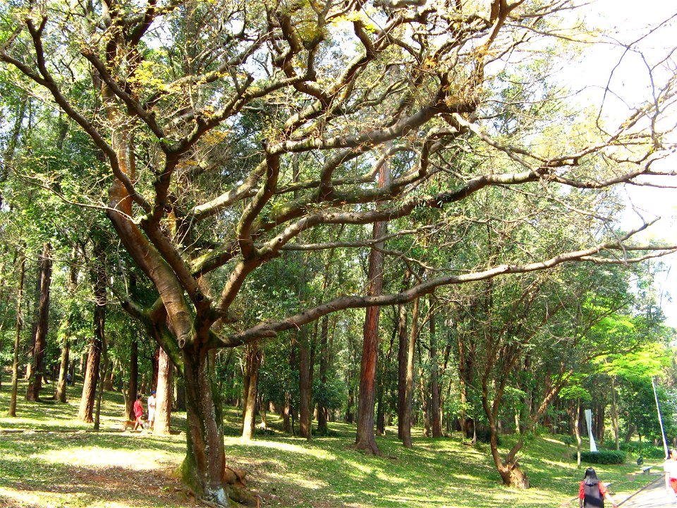 copaiba sao paulo