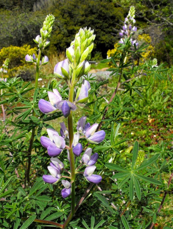 Lupinus arboreus at the UC Berkeley Botanical Garden, California, USA. 
Identified by sign.