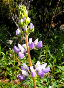 Lupinus arboreus at the UC Berkeley Botanical Garden, California, USA. 
Identified by sign.