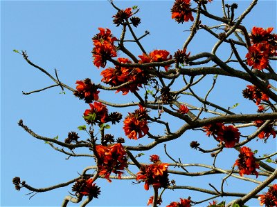 Frühling in Rabat
