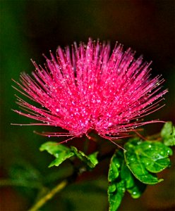 POWDER PUFF FLOWER