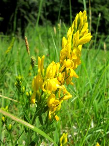 Färber-Ginster (Genista tinctoria) im Naturschutzgebiet „Wusterhang“ oberhalb von Fechingen