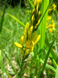 Färber-Ginster (Genista tinctoria) im Naturschutzgebiet „Wusterhang“ oberhalb von Fechingen