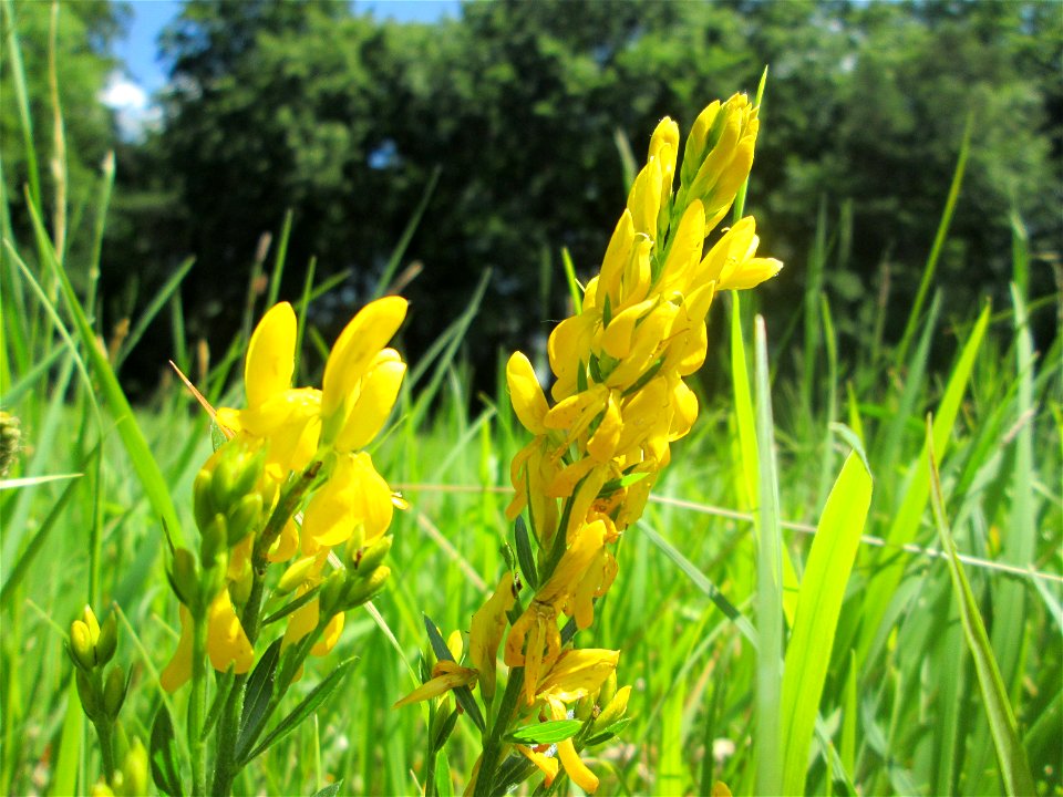Färber-Ginster (Genista tinctoria) im Naturschutzgebiet „Wusterhang“ oberhalb von Fechingen