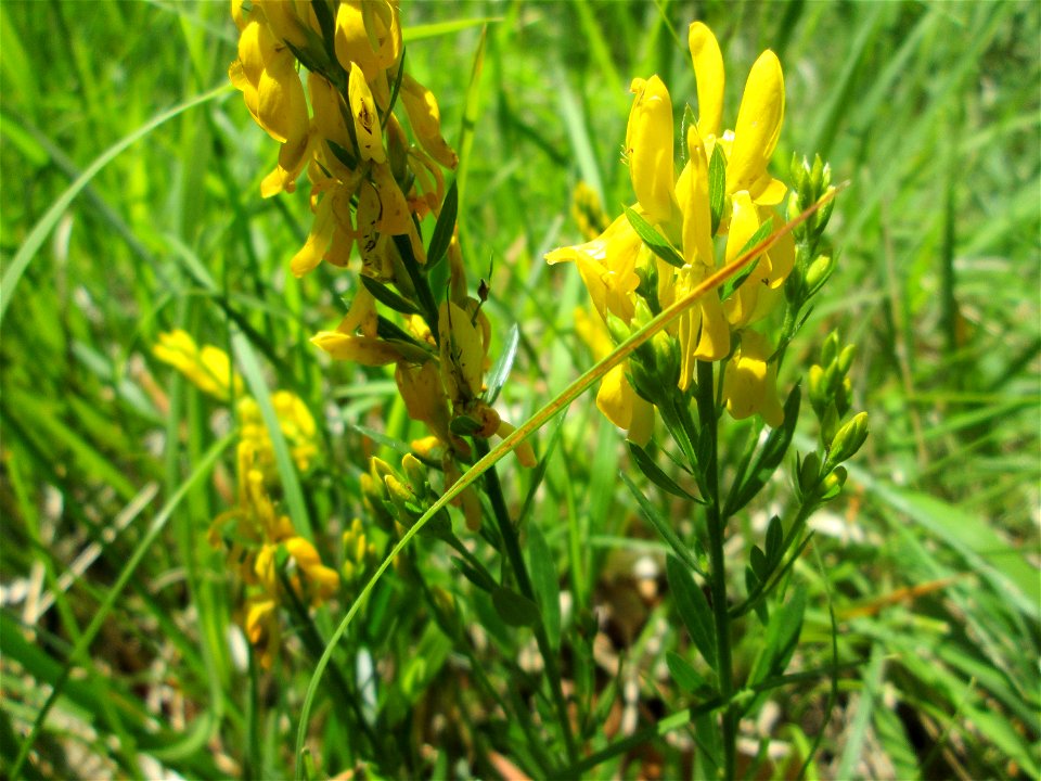 Färber-Ginster (Genista tinctoria) im Naturschutzgebiet „Wusterhang“ oberhalb von Fechingen