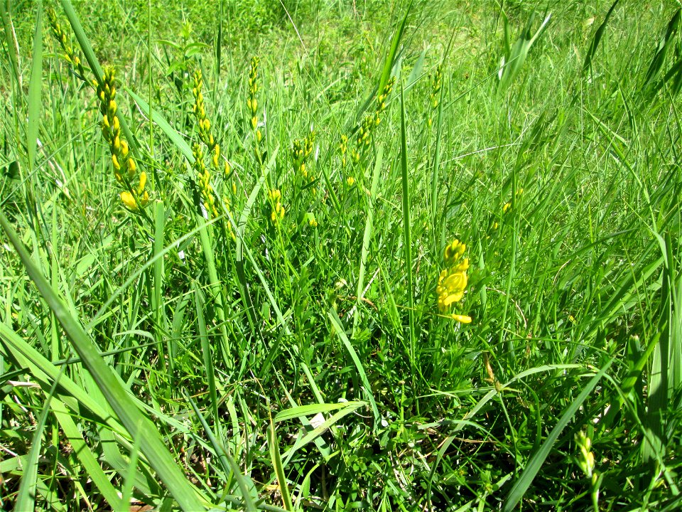 Färber-Ginster (Genista tinctoria) im Naturschutzgebiet „Wusterhang“ oberhalb von Fechingen