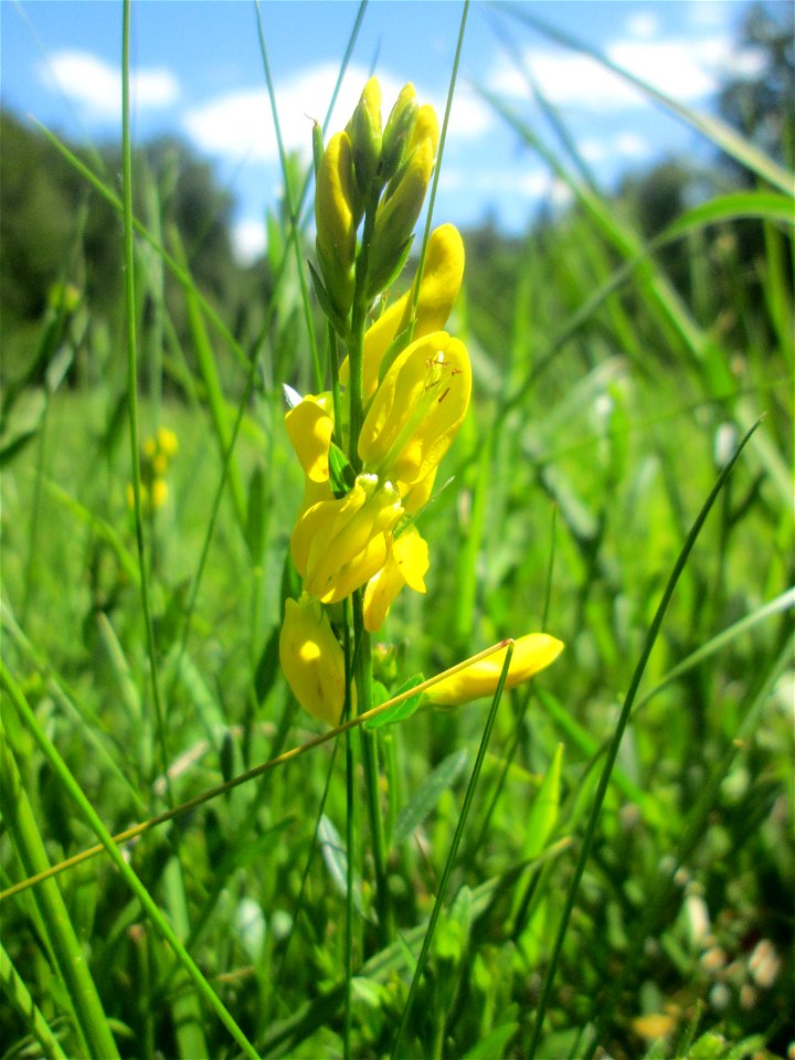 Färber-Ginster (Genista tinctoria) im Naturschutzgebiet „Wusterhang“ oberhalb von Fechingen