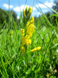Färber-Ginster (Genista tinctoria) im Naturschutzgebiet „Wusterhang“ oberhalb von Fechingen