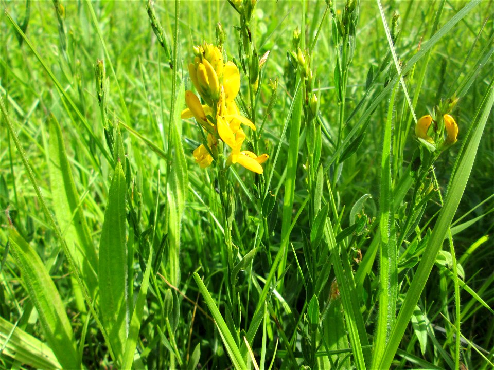 Färber-Ginster (Genista tinctoria) im Naturschutzgebiet „Beierwies“ oberhalb von Fechingen