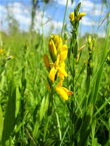 Färber-Ginster (Genista tinctoria) im Naturschutzgebiet „Beierwies“ oberhalb von Fechingen