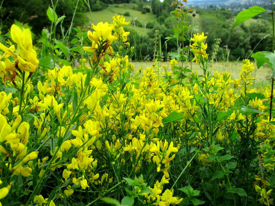 Färber-Ginster (Genista tinctoria) im Naturschutzgebiet Südlicher Bliesgau/Auf der Lohe bei Gersheim