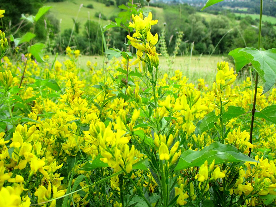 Färber-Ginster (Genista tinctoria) im Naturschutzgebiet Südlicher Bliesgau/Auf der Lohe bei Gersheim