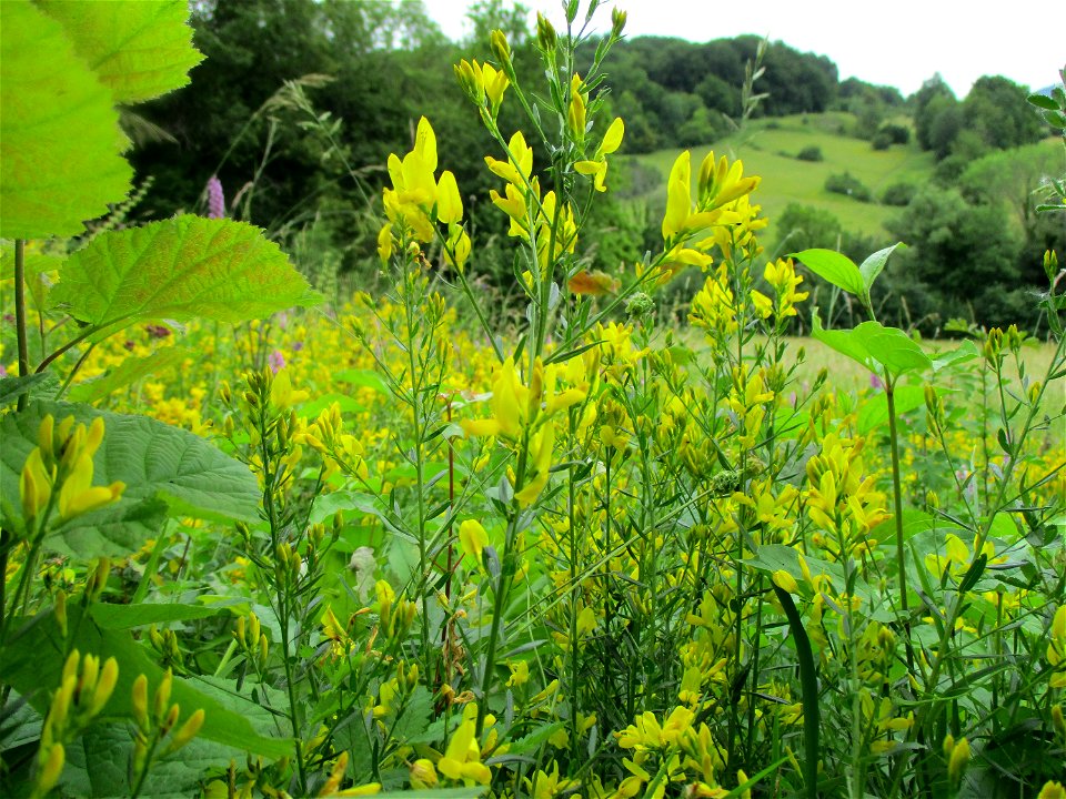 Färber-Ginster (Genista tinctoria) im Naturschutzgebiet Südlicher Bliesgau/Auf der Lohe bei Gersheim