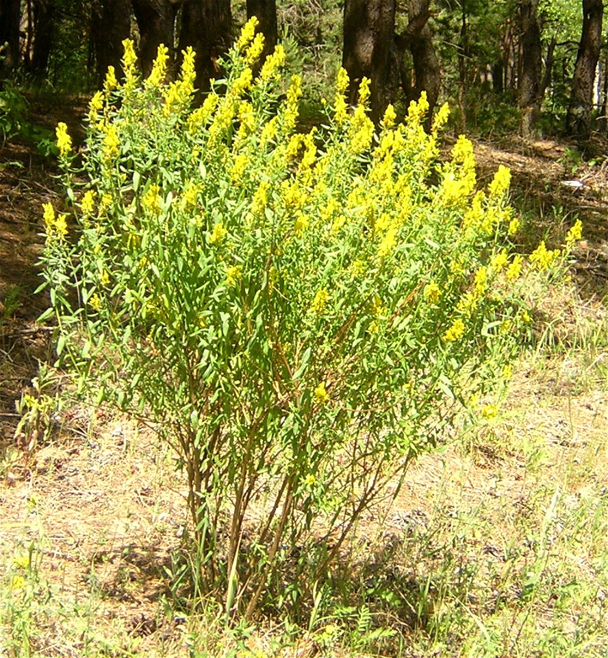 Genista tinctoria. Ivanovo region, near Klyaz'ma River