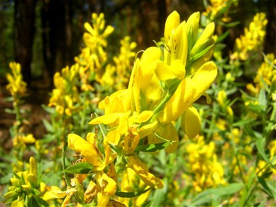 Genista tinctoria, flowers. Russia, Ivanovo region, near Klyaz'ma River