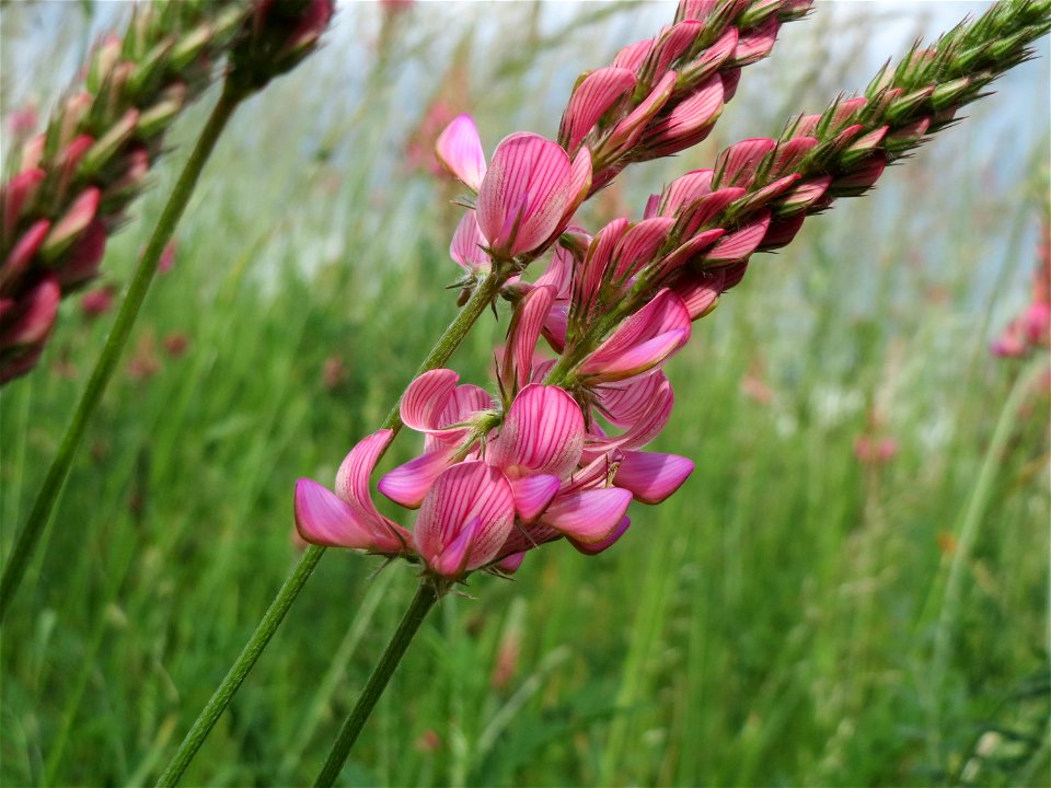 Saat-Esparsette (Onobrychis viciifolia) nahe der Ostspange in Saarbrücken
