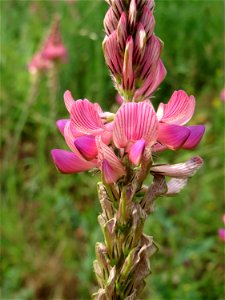 Saat-Esparsette (Onobrychis viciifolia) nahe der Ostspange in Saarbrücken