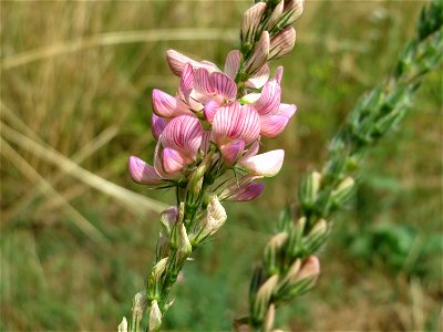 Saat-Esparsette (Onobrychis viciifolia) an der Elisabethenstraße bei Wiesbaden
