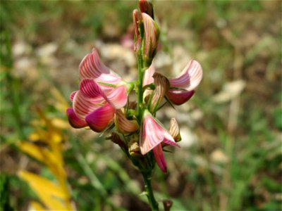 Saat-Esparsette (Onobrychis viciifolia) in Oftersheim