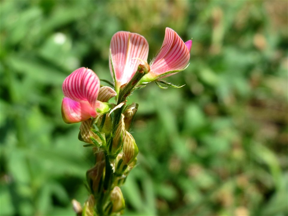 Saat-Esparsette (Onobrychis viciifolia) in Oftersheim