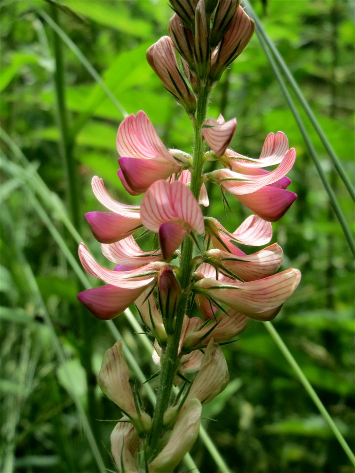 Saat-Esparsette (Onobrychis viciifolia) an der Saar in Saarbrücken