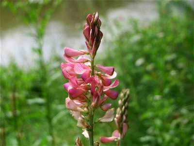 Saat-Esparsette (Onobrychis viciifolia) an der Saar in Saarbrücken