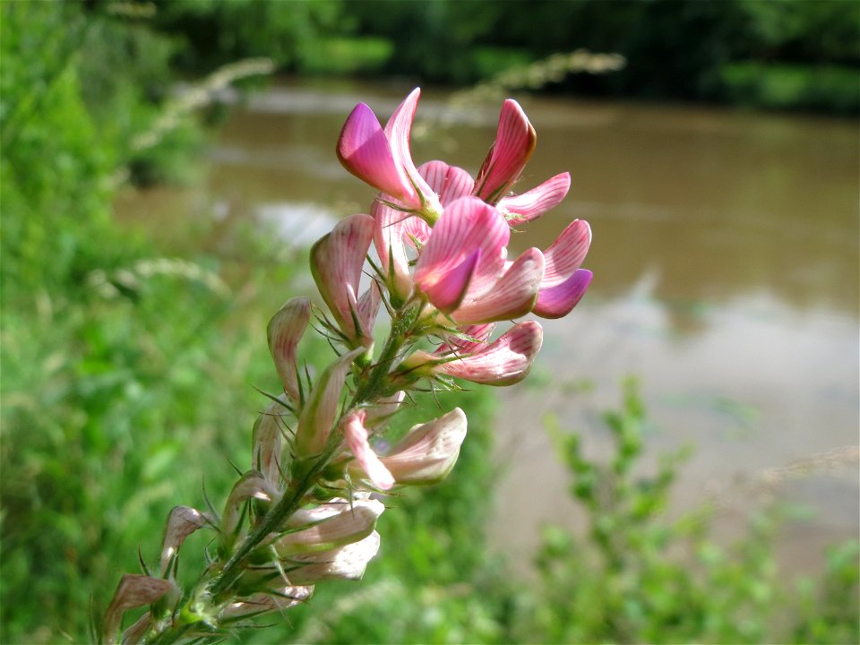 Saat-Esparsette (Onobrychis viciifolia) an der Saar in Saarbrücken