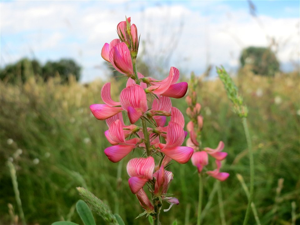 Saat-Esparsette (Onobrychis viciifolia) im Naturschutzgebiet Bachwiesen/Leopoldswiesen im Hockenheimer Rheinbogen - untypisch an diesem Standort
