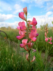 Saat-Esparsette (Onobrychis viciifolia) im Naturschutzgebiet Bachwiesen/Leopoldswiesen im Hockenheimer Rheinbogen - untypisch an diesem Standort