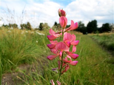 Saat-Esparsette (Onobrychis viciifolia) im Naturschutzgebiet Bachwiesen/Leopoldswiesen im Hockenheimer Rheinbogen - untypisch an diesem Standort