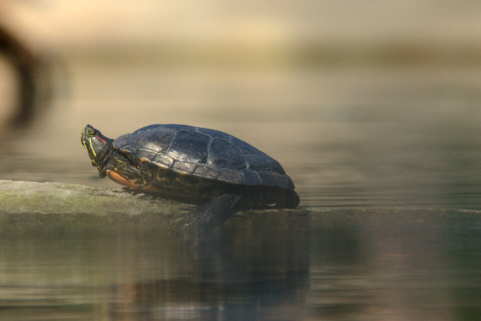 Turtle animals animal