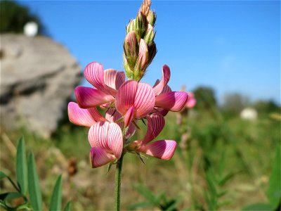 Saat-Esparsette (Onobrychis viciifolia) bei Altlußheim