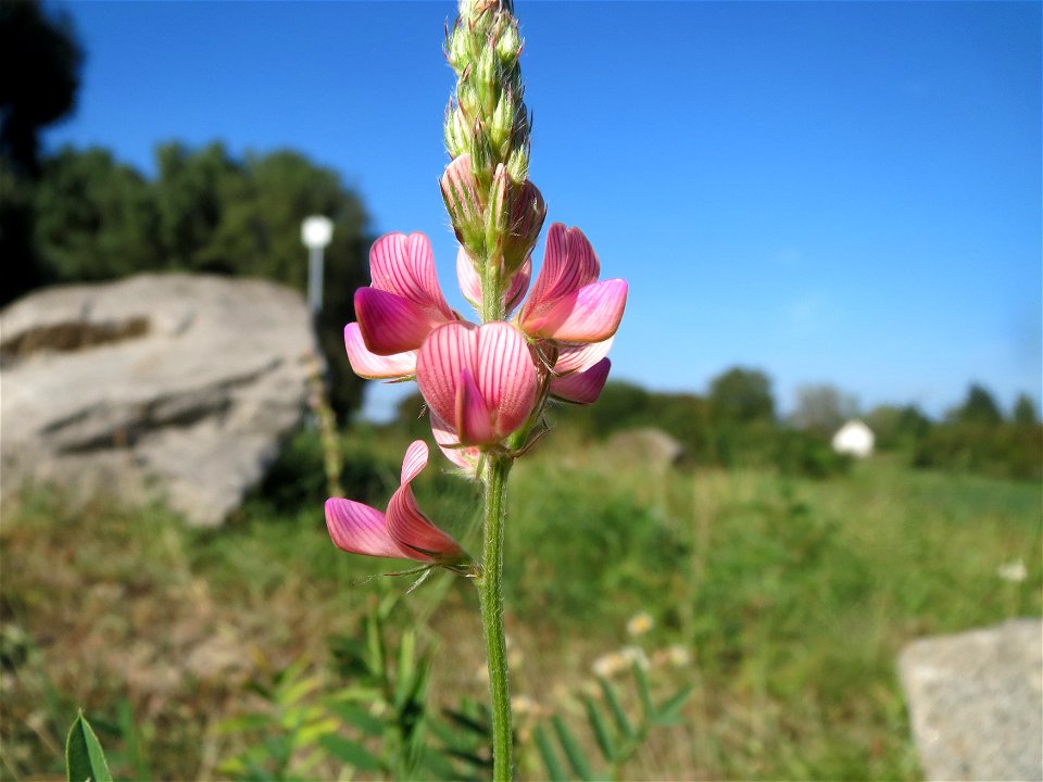 Saat-Esparsette (Onobrychis viciifolia) bei Altlußheim