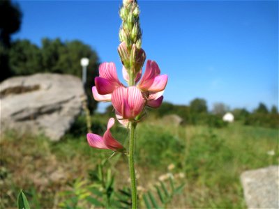 Saat-Esparsette (Onobrychis viciifolia) bei Altlußheim