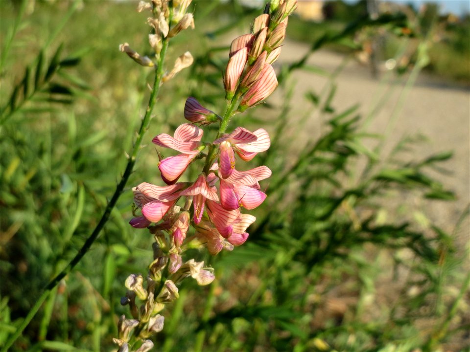 Saat-Esparsette (Onobrychis viciifolia) bei Altlußheim