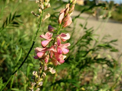 Saat-Esparsette (Onobrychis viciifolia) bei Altlußheim