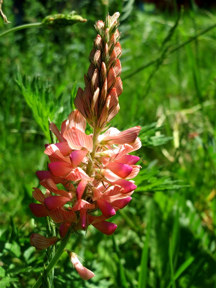 Saat-Esparsette (Onobrychis viciifolia) an der Saar in Saarbrücken - ein besonders prächtiger Schmetterlingsblütler