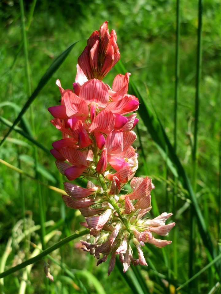 Saat-Esparsette (Onobrychis viciifolia) an der Saar in Saarbrücken - ein besonders prächtiger Schmetterlingsblütler