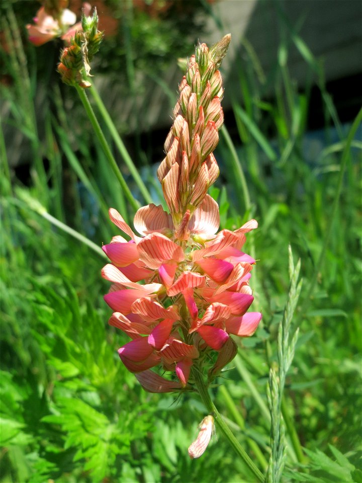 Saat-Esparsette (Onobrychis viciifolia) an der Saar in Saarbrücken - ein besonders prächtiger Schmetterlingsblütler, häufig in der Nähe von Flussufern