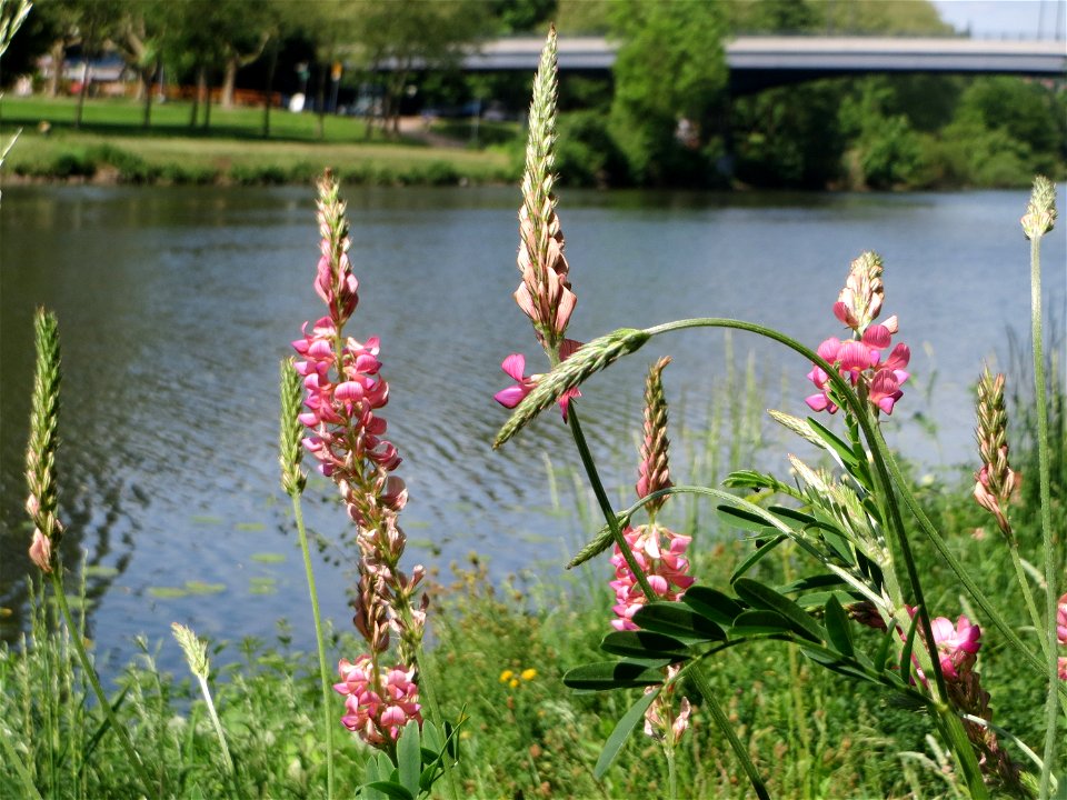 Saat-Esparsette (Onobrychis viciifolia) an der Saar in Saarbrücken - ein besonders prächtiger Schmetterlingsblütler, häufig in der Nähe von Flussufern