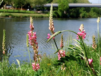 Saat-Esparsette (Onobrychis viciifolia) an der Saar in Saarbrücken - ein besonders prächtiger Schmetterlingsblütler, häufig in der Nähe von Flussufern