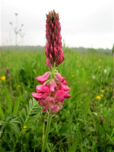 Saat-Esparsette (Onobrychis viciifolia) im Landschaftsschutsgebiet „Saalbachniederung“