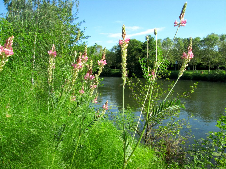 Saat-Esparsette (Onobrychis viciifolia) an der Saar in Saarbrücken