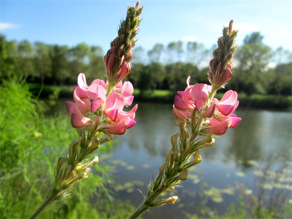 Saat-Esparsette (Onobrychis viciifolia) an der Saar in Saarbrücken