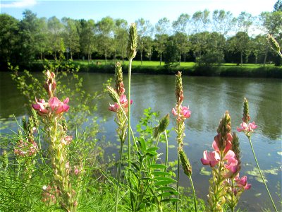 Saat-Esparsette (Onobrychis viciifolia) an der Saar in Saarbrücken