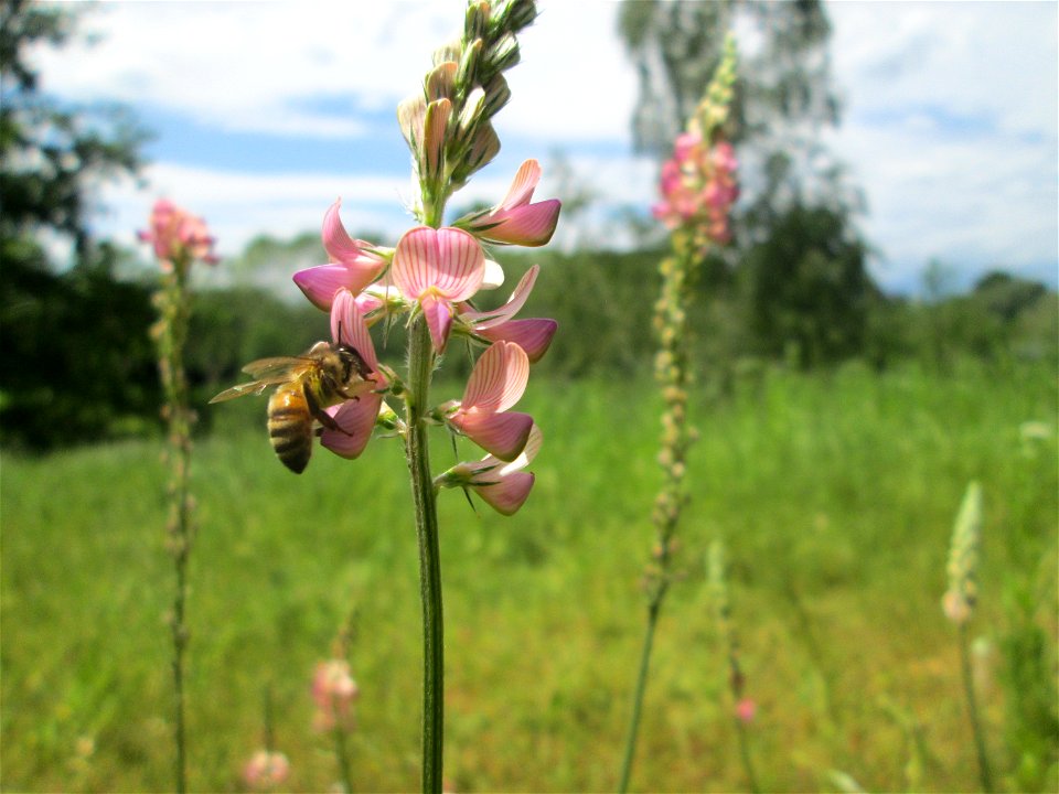 Saat-Esparsette (Onobrychis viciifolia) in Saarbrücken