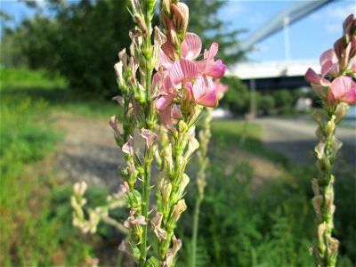 Saat-Esparsette (Onobrychis viciifolia) in Saarbrücken