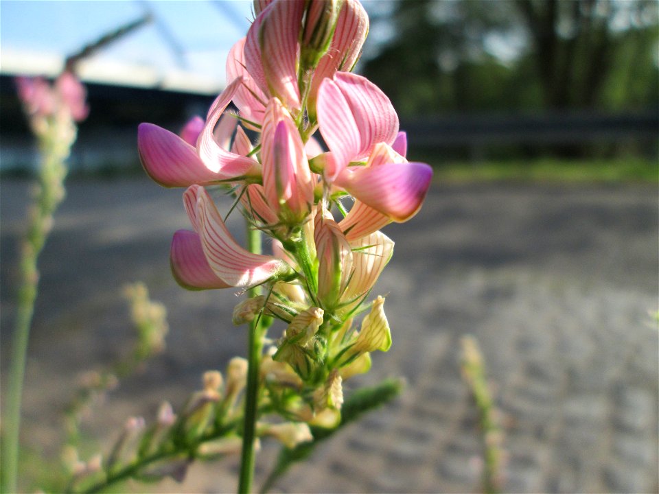 Saat-Esparsette (Onobrychis viciifolia) in Saarbrücken